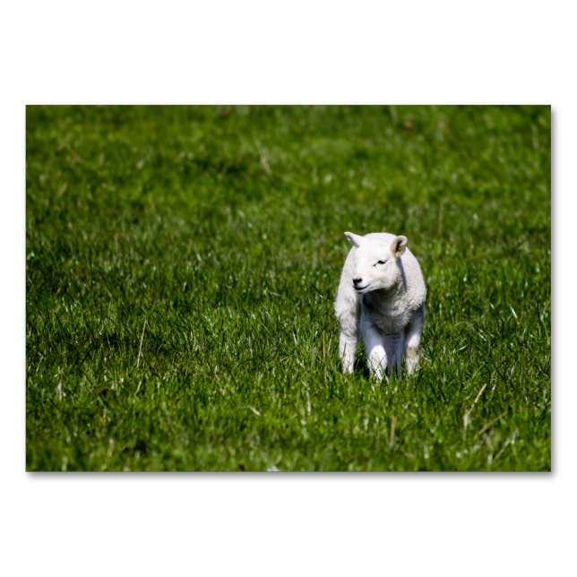 Tarjeta De Mesa Cordero bebé (Anverso)