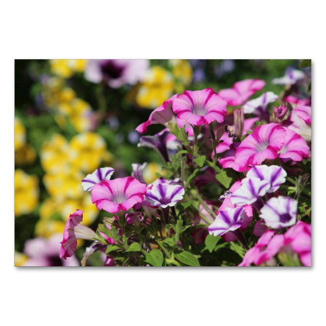 Tarjeta de mesa del jardín de verano (Anverso)