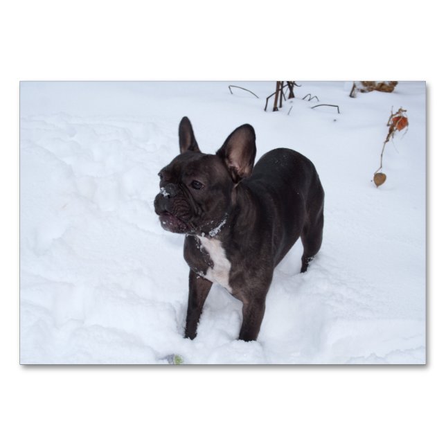Tarjeta De Mesa Dulce Bulldog francés negro le gusta la nieve (Anverso)