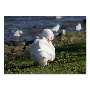 Tarjeta De Mesa Embden Goose
