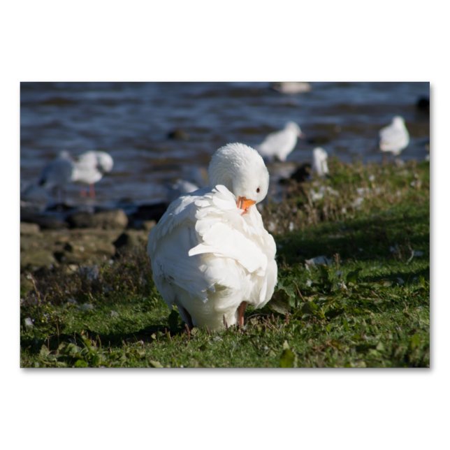 Tarjeta De Mesa Embden Goose (Anverso)