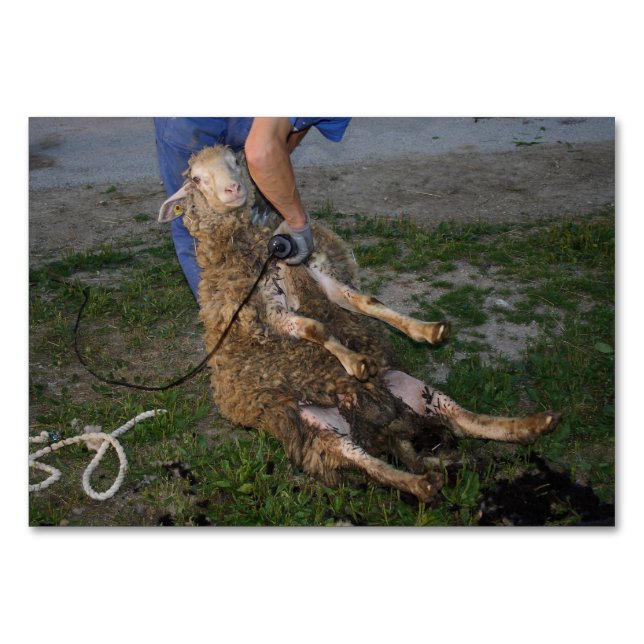 Tarjeta De Mesa Esquivamiento de ovejas (Anverso)