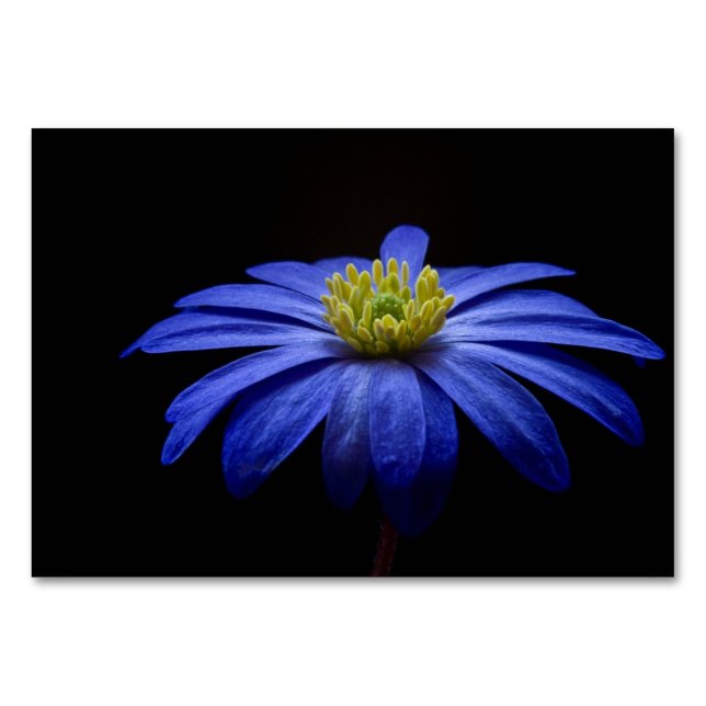 Tarjeta De Mesa Flor de margarita azul Gerbera en un fondo negro (Anverso)