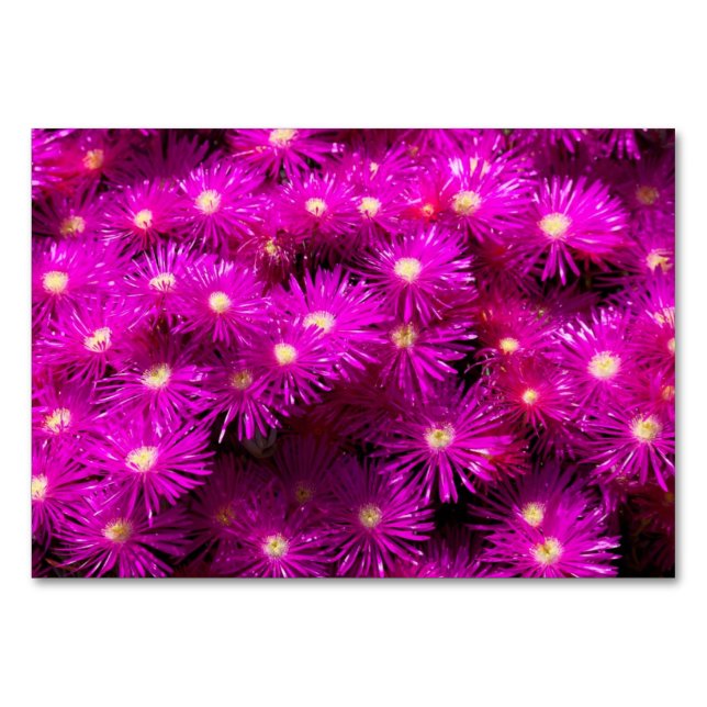Tarjeta De Mesa Flores de Aster Rosa (Anverso)