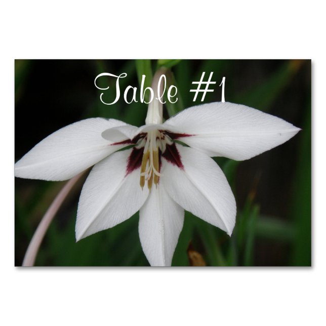 Tarjeta De Mesa Flores de orquídeas (Anverso)