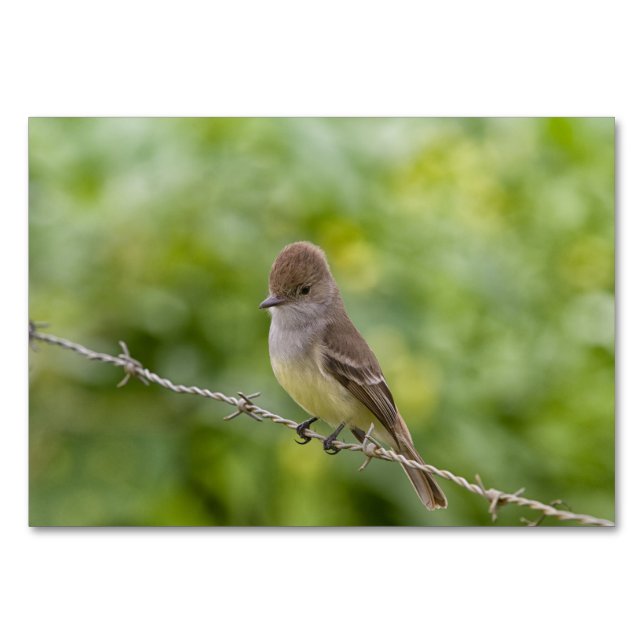 Tarjeta De Mesa Flycatcher (Reverso)