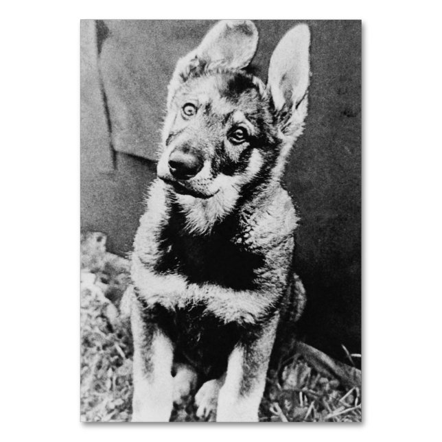 Tarjeta De Mesa Foto retro de perro casero (Anverso)