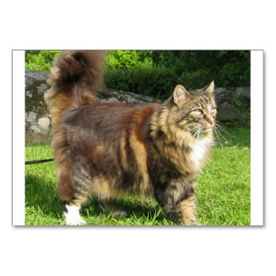 Tarjeta De Mesa gata boscosa noruega completa.png