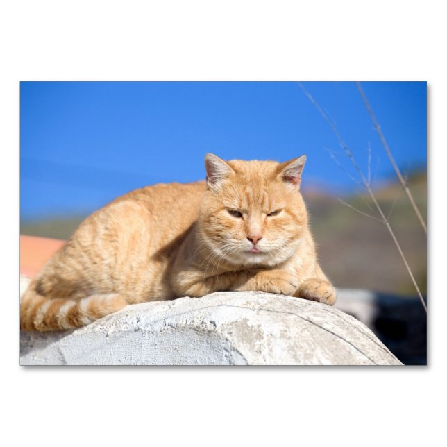 Tarjeta De Mesa Gato perezoso (Reverso)