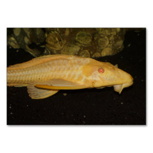 Tarjeta De Mesa Glyptoperichthys gibbiceps