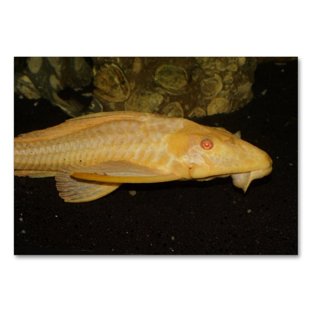 Tarjeta De Mesa Glyptoperichthys gibbiceps (Anverso)