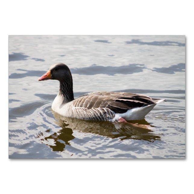 Tarjeta De Mesa Greylag Goose (Anverso)