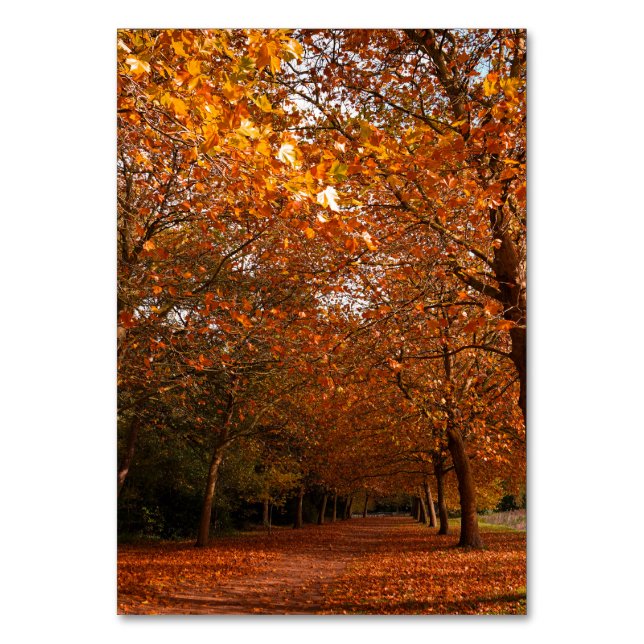 Tarjeta De Mesa Hermosos árboles caídos (Anverso)