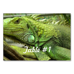 Tarjeta De Mesa Iguanas y lagartas