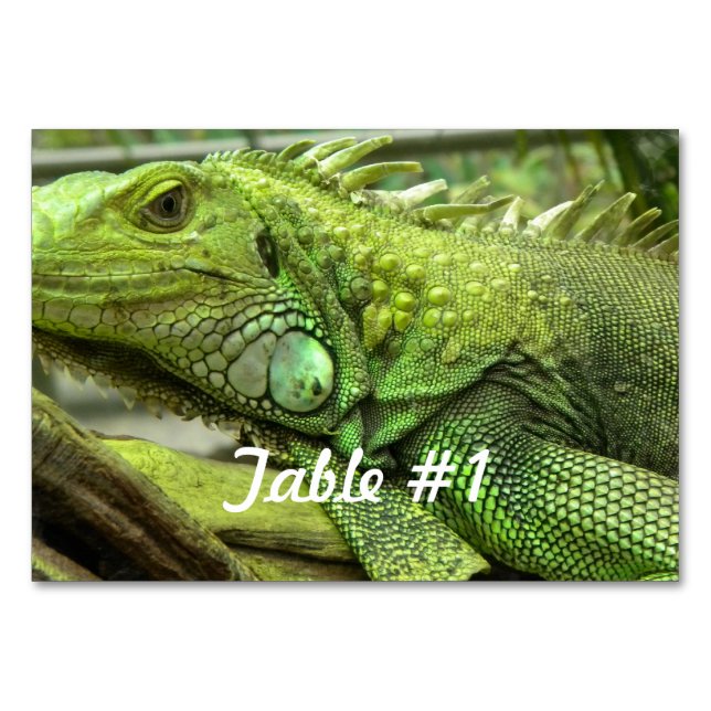 Tarjeta De Mesa Iguanas y lagartas (Anverso)
