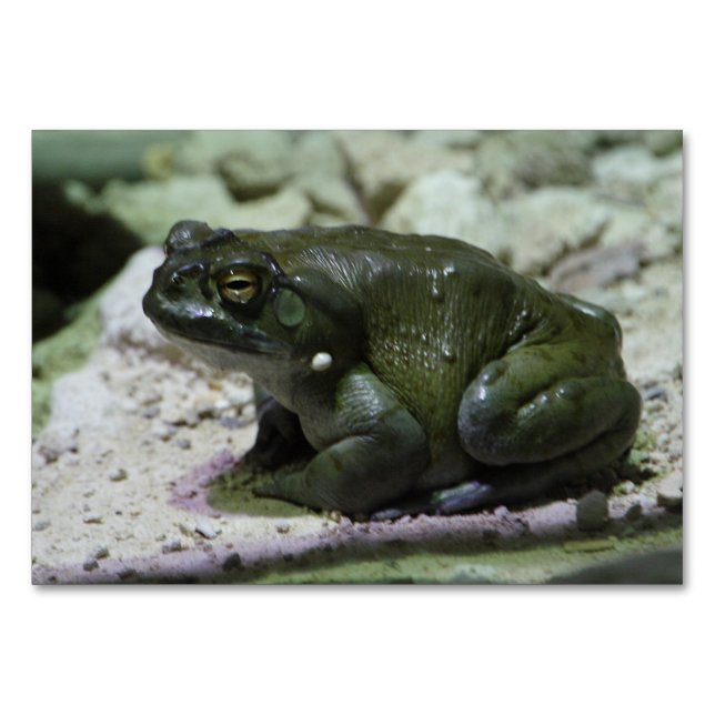 Tarjeta De Mesa Incilius alvarius (Anverso)