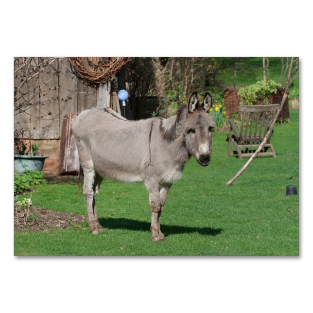 Tarjeta De Mesa La vida rural aún con burro (Anverso)