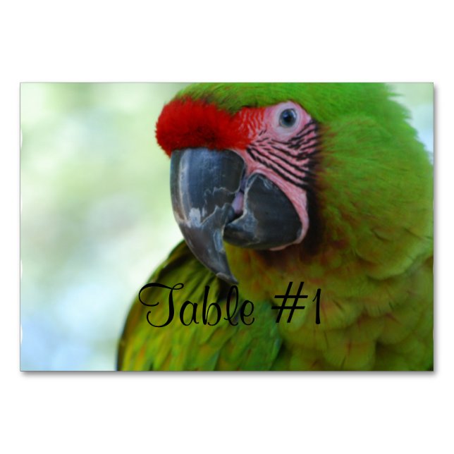 Tarjeta De Mesa Macaws (Anverso)
