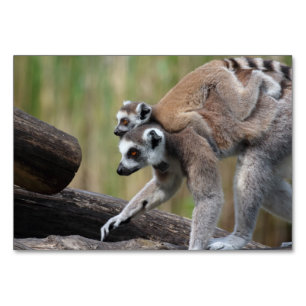 Tarjeta De Mesa Madre Y Bebé De Lemur De Canto