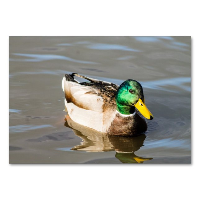 Tarjeta De Mesa Mallard Drake (Anverso)