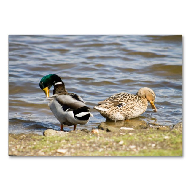 Tarjeta De Mesa Mallard Duck (Anverso)
