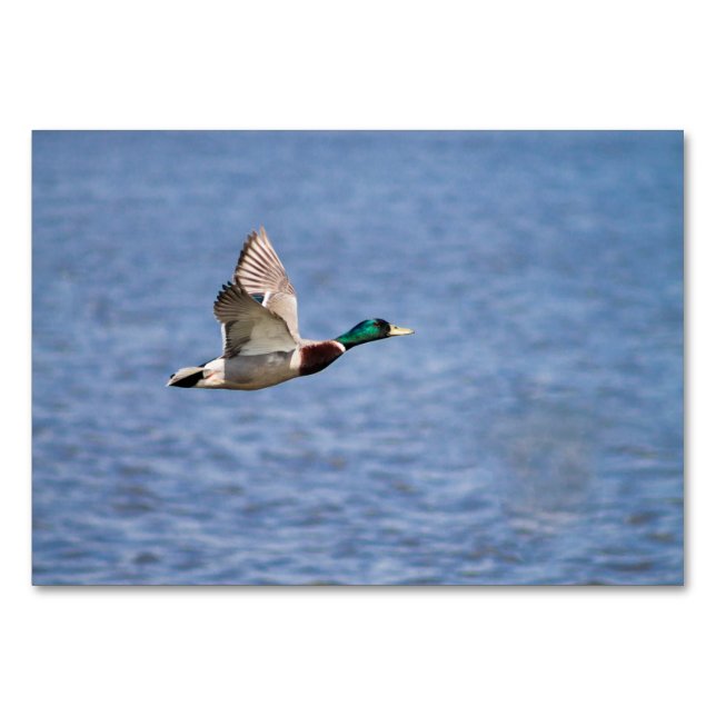 Tarjeta De Mesa Mallard Duck (Anverso)