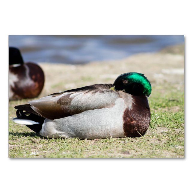 Tarjeta De Mesa Mallard Duck (Anverso)
