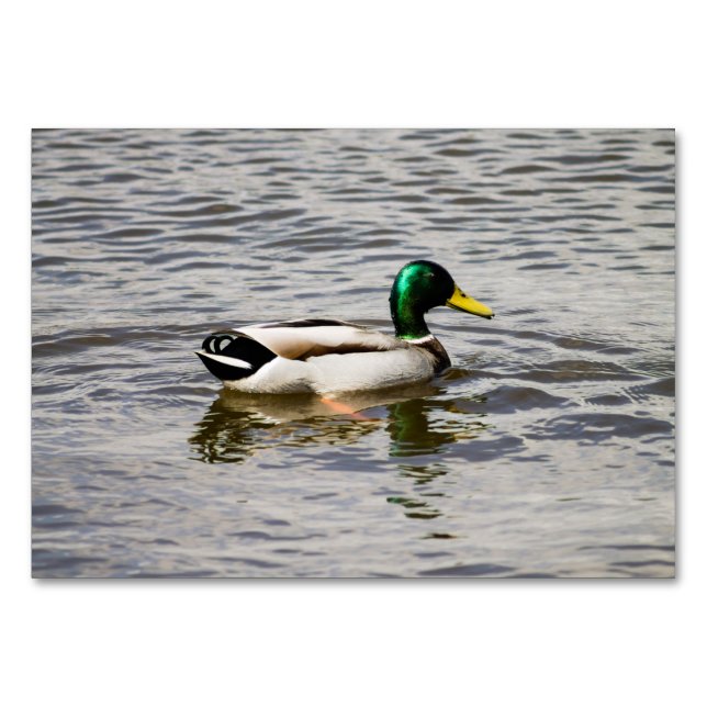 Tarjeta De Mesa Mallard Duck (Anverso)