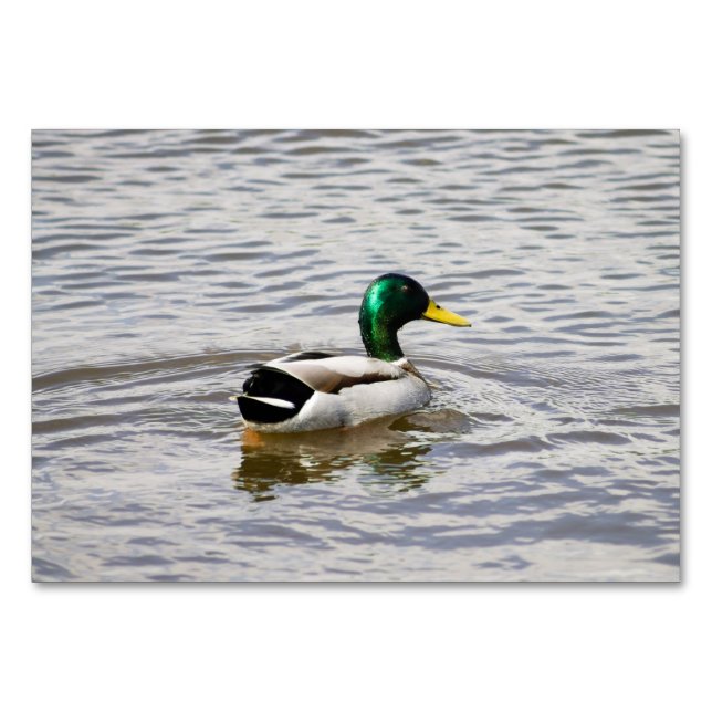 Tarjeta De Mesa Mallard Duck (Anverso)