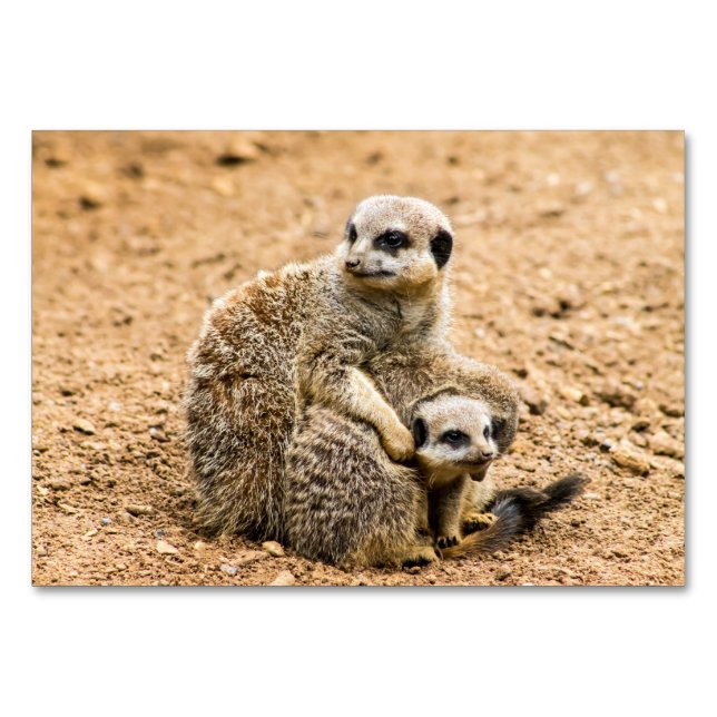 Tarjeta de mesa Meerkat (Anverso)