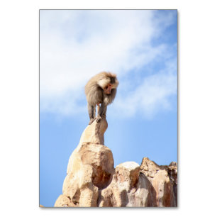 Tarjeta De Mesa Mono babuino en la cima de una montaña