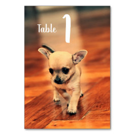 Tarjeta De Mesa Números de tabla de fotos de Chihuahuas