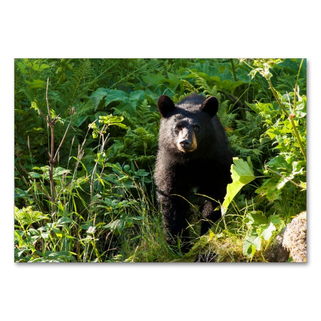 Tarjeta De Mesa Oso negro curioso (Anverso)