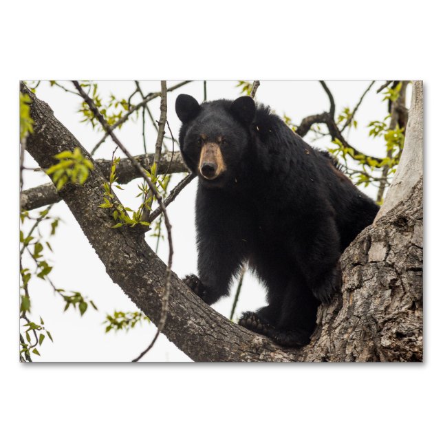Tarjeta De Mesa Oso negro trepador (Anverso)