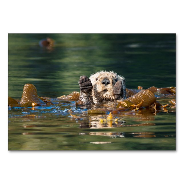 Tarjeta De Mesa Otter Sea Otter (Anverso)