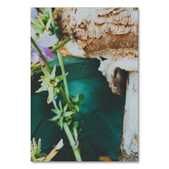 Tarjeta De Mesa Parasol mushroom, Swedish Archipelago, Sweden (Anverso)