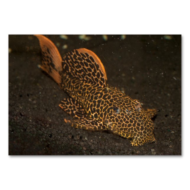 Tarjeta De Mesa Peckoltia Compta (Anverso)