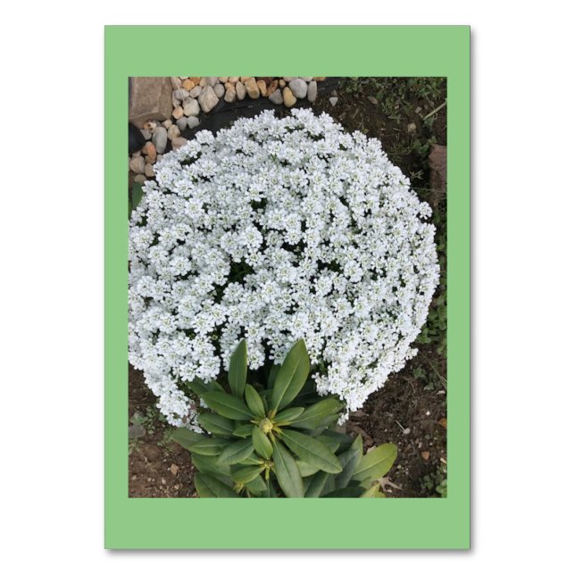 Tarjeta De Mesa Personalizado de Flores de Candytuft leyendo tarje (Anverso)
