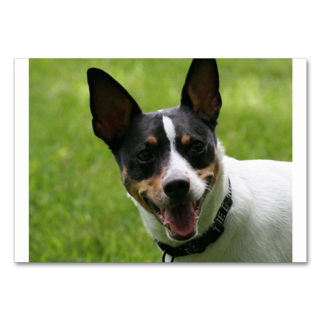 Tarjeta De Mesa rat terrier.png (Anverso)