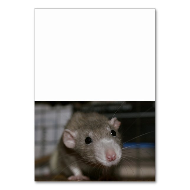 Tarjeta De Mesa Rata curiosa (Anverso)