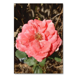 Tarjeta De Mesa Rosa rosa en el jardín cercano