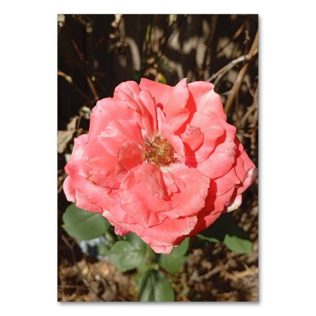 Tarjeta De Mesa Rosa rosa en el jardín cercano (Anverso)