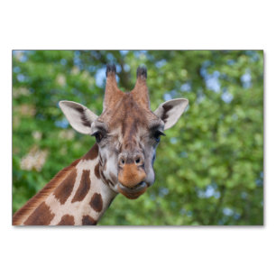 Tarjeta De Mesa Sweet Curios Giraffe