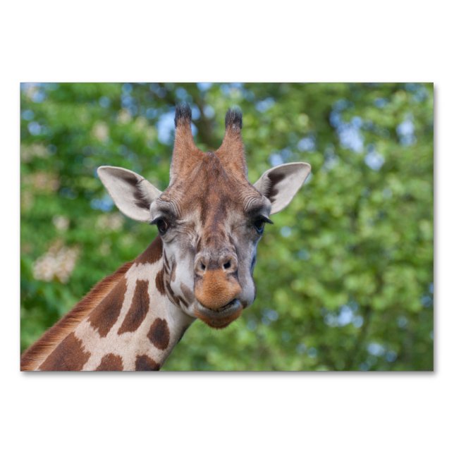 Tarjeta De Mesa Sweet Curios Giraffe (Anverso)