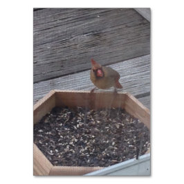 Tarjeta De Mesa Verbos Comer Sitting Robin Bird Leer Flashcards