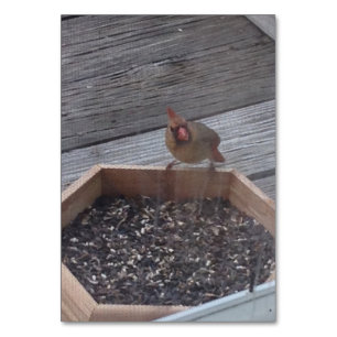 Tarjeta De Mesa Verbos Comer Sitting Robin Bird Leer Flashcards