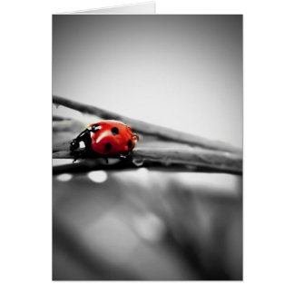 Tarjeta De Mi Camino