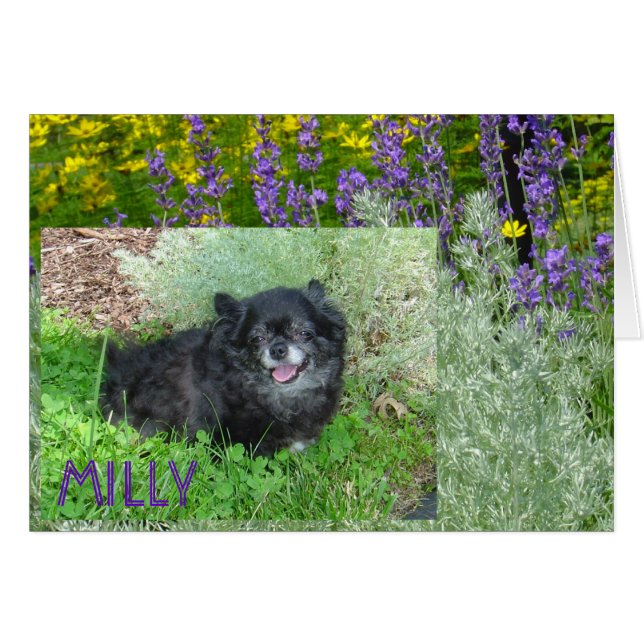 Tarjeta de Milly (Anverso (Horizontal))