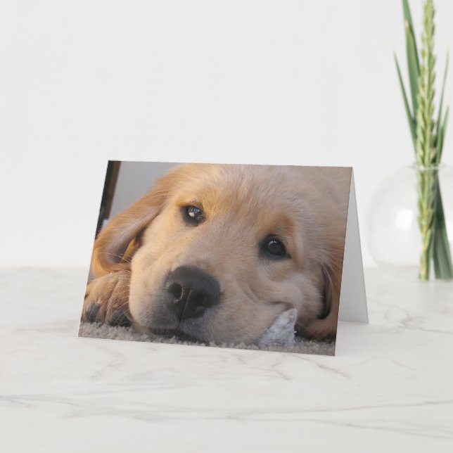 Tarjeta de Miss Cachorro Dorado (Anverso)