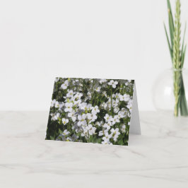 Tarjeta de Montaña Rock Cress (Arabis alpina)